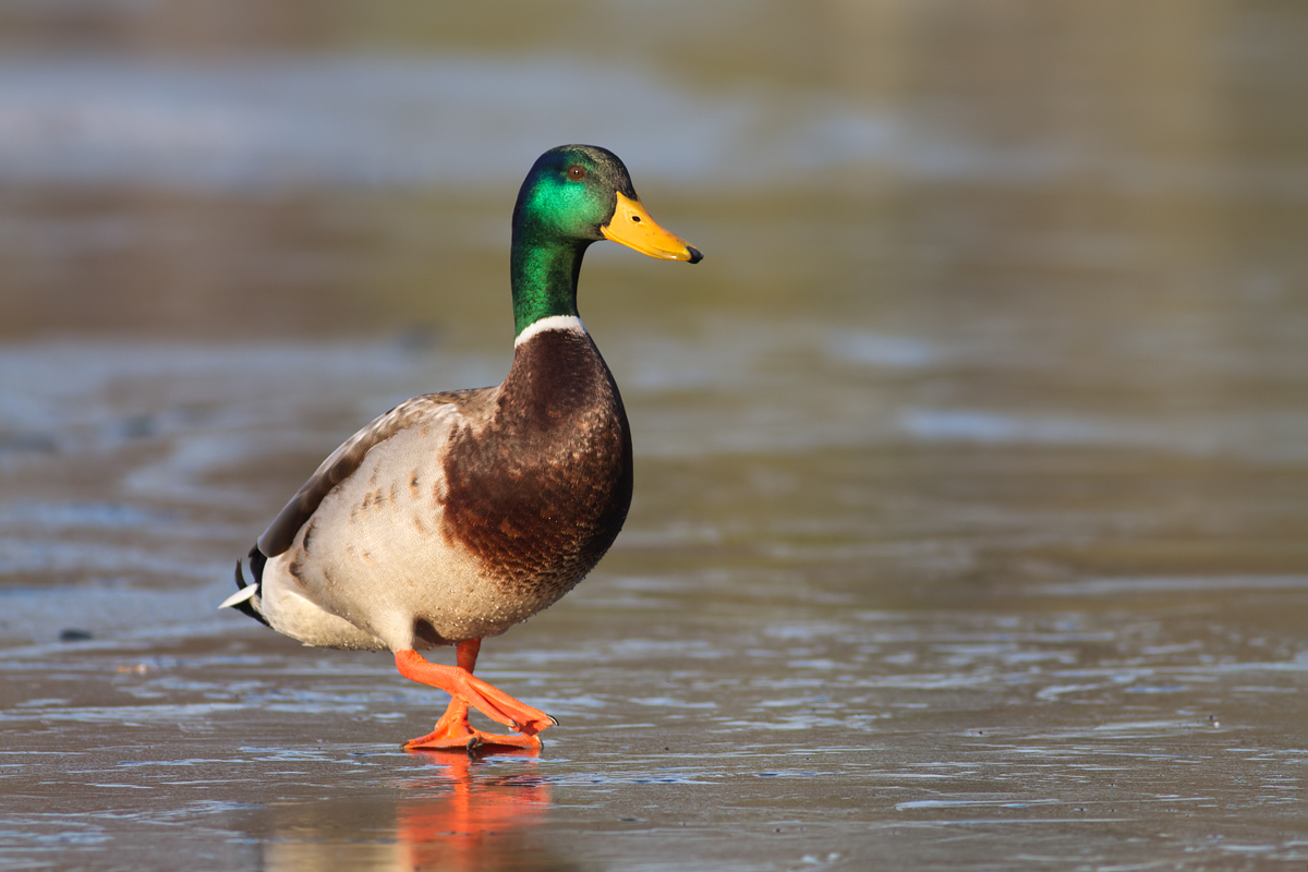 Mallard on Ice